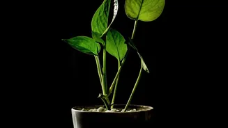The Houseplant Light Routine Helps Limit One-Sided Leaning Towards The Light