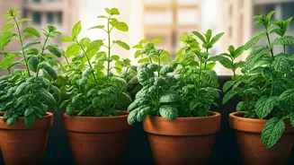 Balcony Herbs Become Every Home's New Pride