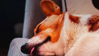 Sound Therapy Essentials: Helping Your Dog Sleep Through Loud Monsoon Thunderstorms
