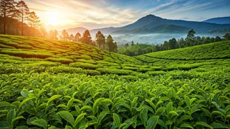 India's Historic Tea Trails: A Journey Through 5 Legendary Plantations