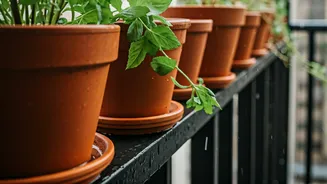 July Balcony Gardening Needs Better Drainage