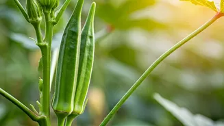 Okra Is The Easy Vegetable To Start Now