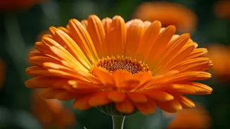 Pot Marigold: The Unexpected Superfood Unlocking Sustainable Protein Power