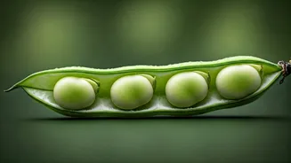 Gut-Friendly Food Gets A Fava Bean Upgrade