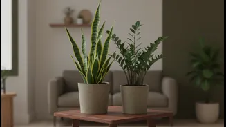 Monsoon-Friendly Indoor Plants Brighten Homes With Little Sunlight