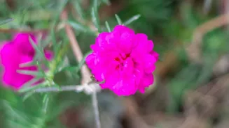 Why Tourists Must Leave Nilgiris Neelakurinji Flowers Untouched