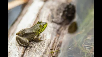 Global Warming Threatens Amphibian Populations Through Sex Reversal
