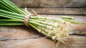 How to regrow lemongrass from leftover stems