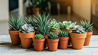 10 Easy Succulents for Indian Homes: Beauty & Low Upkeep!
