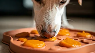 Homemade Pumpkin Puree Puzzle Mats Keep Stressed Indoor Dogs Entertained