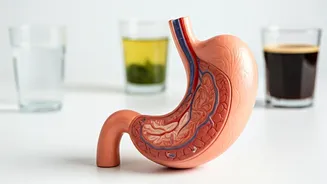 Beverages and Cancer: A Gastroenterologist's Insight