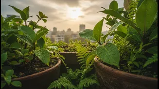 Bengaluru's Rain-Fed Planting Window: What Bengaluru Balcony Gardeners and First-Time Plant Parents Should Know Now