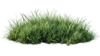 Why you should know about teff grass shoots
