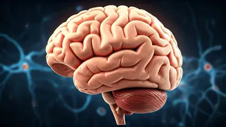Unlocking Peak Brainpower: When Does Your Mind Truly Shine?