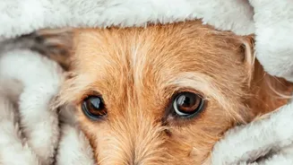 Indian Pet Owners Are Taking Extra Steps To Keep Dogs And Cats Comfortable During Monsoon