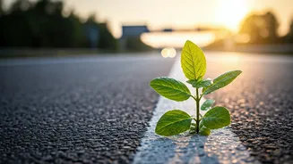 The Quiet Gardener: A Viral Act of Kindness Towards Roadside Greenery