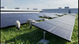 The Poznan Factory Replaces Mechanical Mowing With A Living Agrivoltaics Experiment