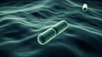 5,500-Year-Old Plague Finding Has Entered The Feed