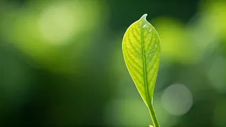 Unlock Youthful Aging: 6 Essential Rules for Lasting Vitality