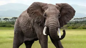 On Closer Inspection, a Responsible Safari Balances Access with Restraint