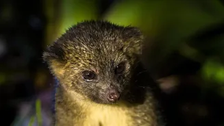 Lucknow To Introduce A Fresh Way Of Experiencing Wildlife After Dark