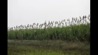 Napier Grass Offers Hope for Drought-Hit Indian Farmers