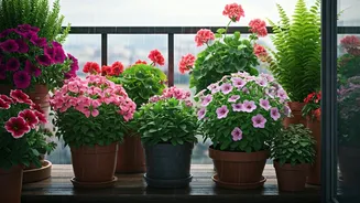 Flowering Balconies Need Discipline Before The Rains