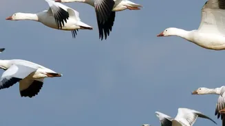 Migratory Bird Losses Deepen as Habitats Shrink Along Seasonal Routes