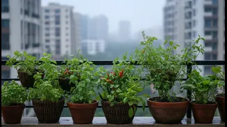 Monsoon Balcony Micro-Gardens Guide: How Urban Renters and Home Gardeners Can Grow Useful Food in Limited Space