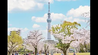 From Asakusa To TOKYO SKYTREE: A Scenic Cherry Blossom Walk Through Tokyo