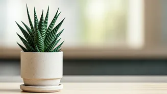 Low Maintenance Air Purifying Snake Plants Become Standard Renter Gifts