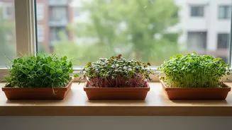 How Simple Windowsill Trays Turn Sunny Apartment Spots Into Continuous Yielding Micro-Green Mini Farms