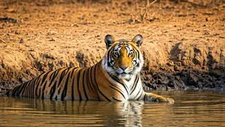 Last Call For Tigers Before The Rains Arrive