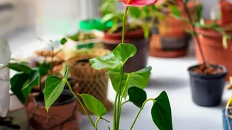 Understanding Windowsills As Growing Areas In The New Small-Space Gardening Trend