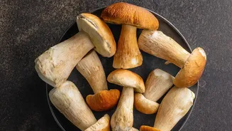 What To Know About Mushroom Spoilage During Humid Weather