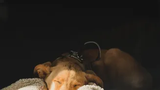 How Pet Parents Can Keep Dogs Relaxed During Persistent Monsoon Thunderstorm Spells