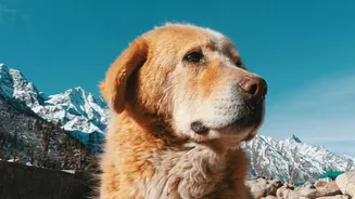 The Petcare Market Is Expanding Into India’s Tier-2 And Tier-3 Urban Centres