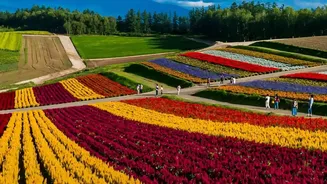 Ladakh's High-Altitude Flower Fields Open To Visitors Near Leh