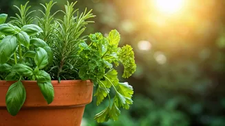 Grow More Herbs: A Gardener's Practical Guide
