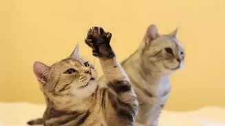 Cats Can Benefit From Short Interactive Play Sessions That Mimic Hunting And Chasing Behaviours
