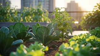 Why Rooftop Vegetable Patches Experience Unprecedented Adoption Rates Post Pandemic