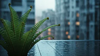 Ferns Thrive When Indian Balconies Get Moist