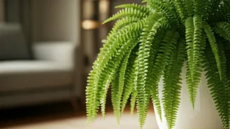 Ferns Make Pet-Friendly Homes Feel Softer