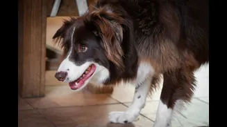 Tile spot mystery: why pets pick the same cooling area every afternoon