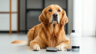 Premium Grooming To Tick Prevention: Ultimate Pet Parent Guides