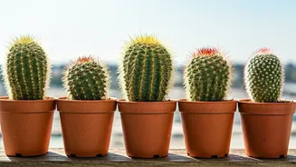 7 Balcony-Ready Cacti: Grow Green Indoors!