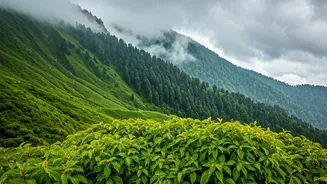 Travel Responsibly While Visiting Rainy Sikkim