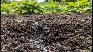 Drainage Checks Are The Week's Garden Homework