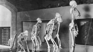 Fim da humanidade: cálculo prevê extinção da espécie em 17 mil anos