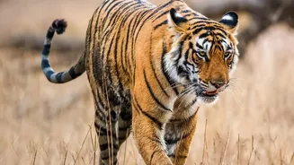 Why Relocating Tigers To Historic Habitats Marks A New Era For Indian Conservation